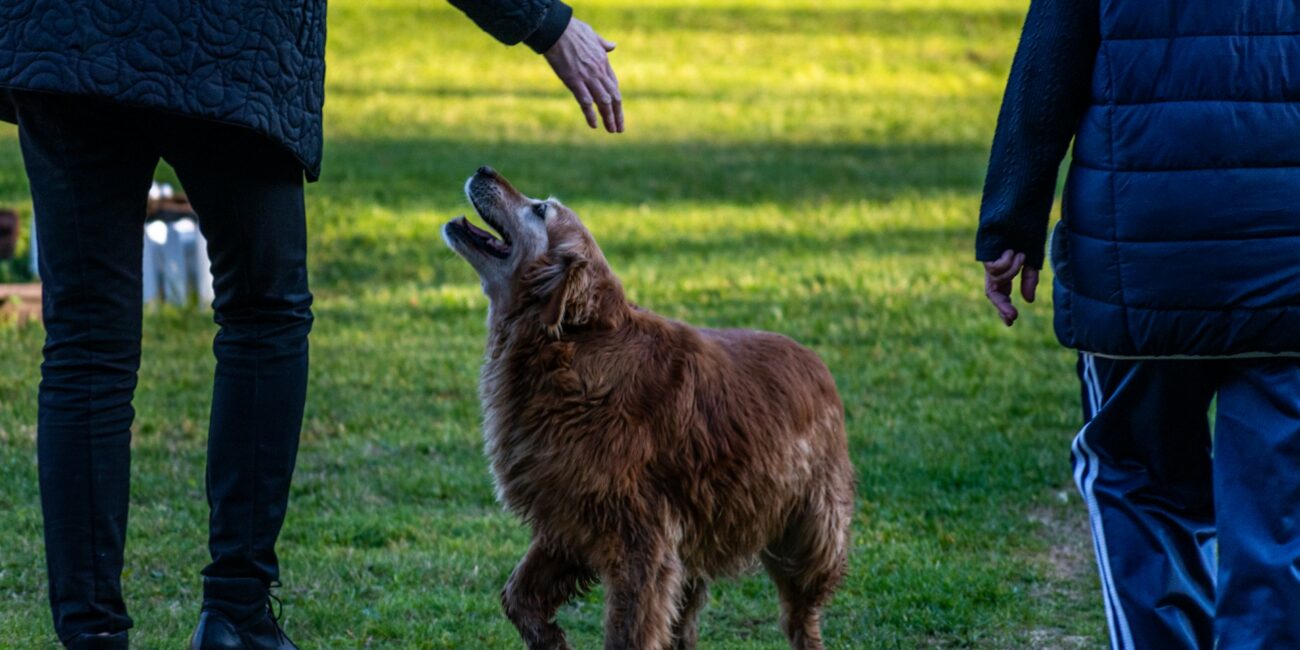 man with golden retriever