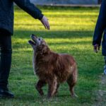 man with golden retriever