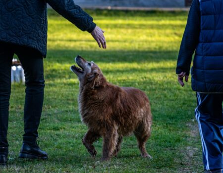 man with golden retriever